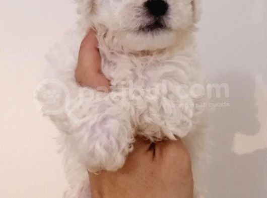 Maltese Terier Bebeklerimiz görsel