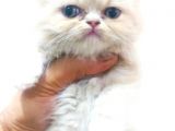 Chinchilla Erkek İstanbul
