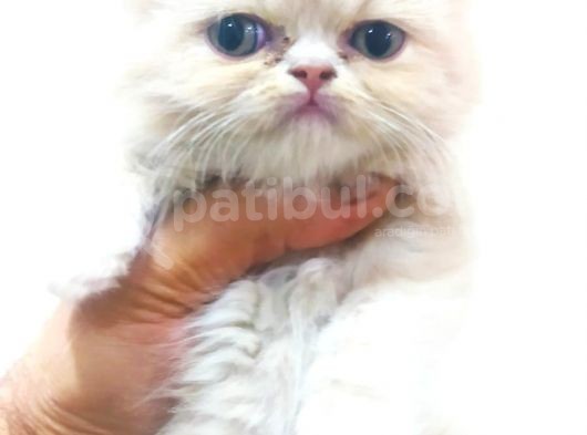 Chinchilla Erkek İstanbul görsel