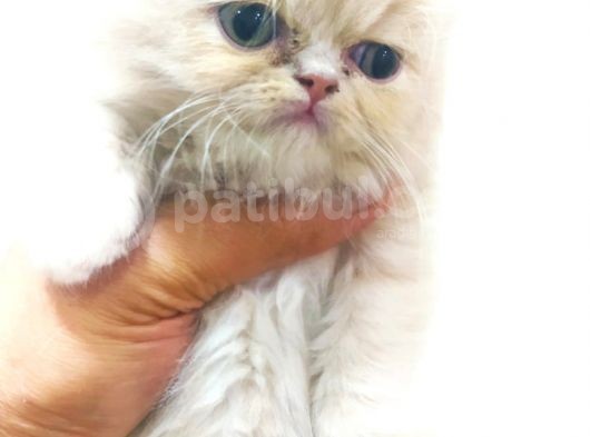 Chinchilla Erkek İstanbul görsel