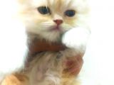 Chinchilla Erkek İstanbul