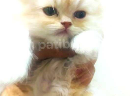 Chinchilla Erkek İstanbul görsel