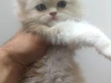 Chinchilla Erkek İstanbul