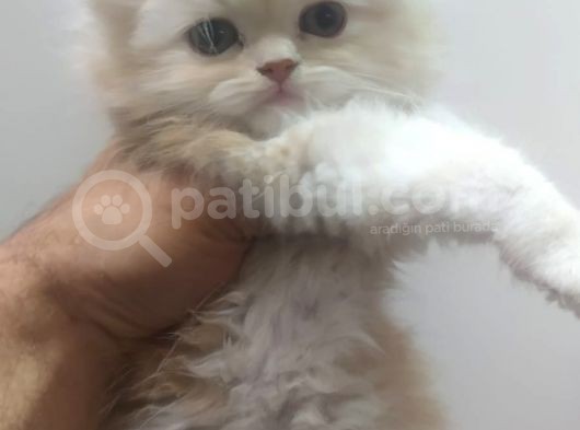 Chinchilla Erkek İstanbul