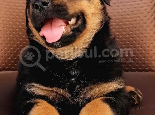 Rottweiler Yavrumuz