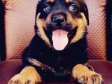 Rottweiler Yavrumuz