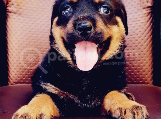 Rottweiler Yavrumuz görsel