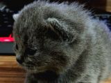 Tatlı British Shorthair Yavrumuz