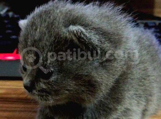 Tatlı British Shorthair Yavrumuz görsel