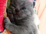 Tatlı British Shorthair Yavrumuz