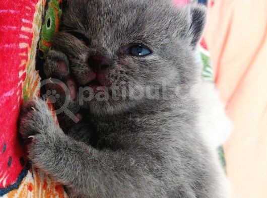 Tatlı British Shorthair Yavrumuz görsel