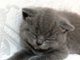 Tatlı British Shorthair Yavrumuz