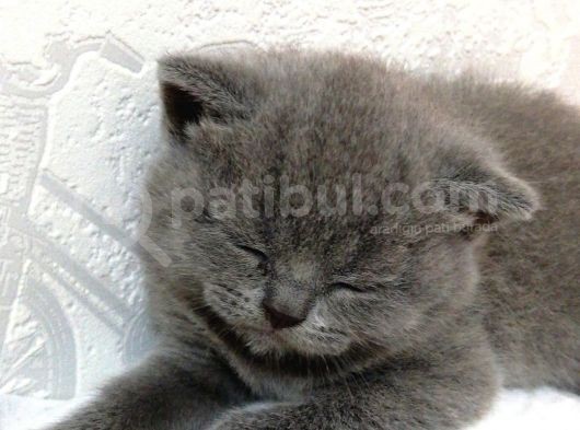 Tatlı British Shorthair Yavrumuz görsel