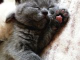 Tatlı British Shorthair Yavrumuz