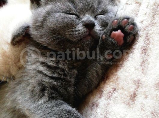Tatlı British Shorthair Yavrumuz görsel