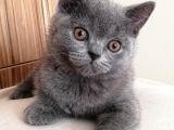Tatlı British Shorthair Yavrumuz