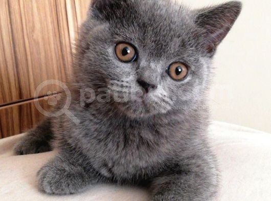 Tatlı British Shorthair Yavrumuz