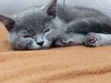 British Shorthair Sağlıklı Gri Aşıları Tam