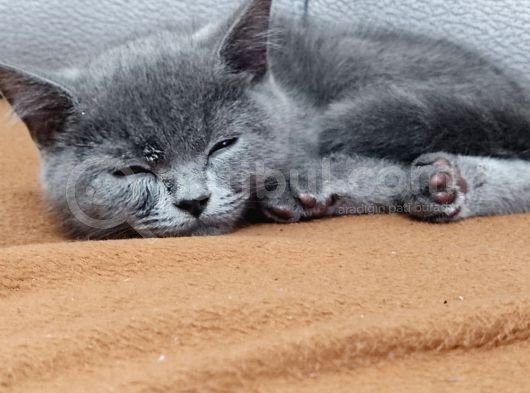 British Shorthair Sağlıklı Gri Aşıları Tam