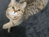 Muhteşem British Shorthair Black Gold Tabbi