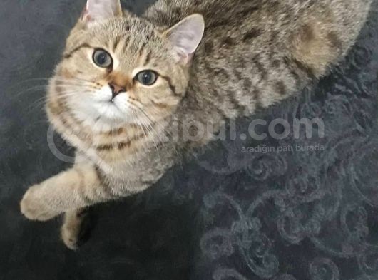 Muhteşem British Shorthair Black Gold Tabbi görsel