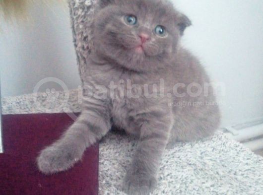 Scotish Fold Erkek Yavru Kedi