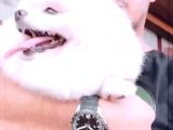 Eğitimleri Tam Pomeranian Boo