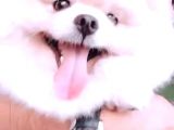 Eğitimleri Tam Pomeranian Boo