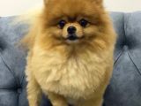 Pomeranian Boo Eğitimleri Tam