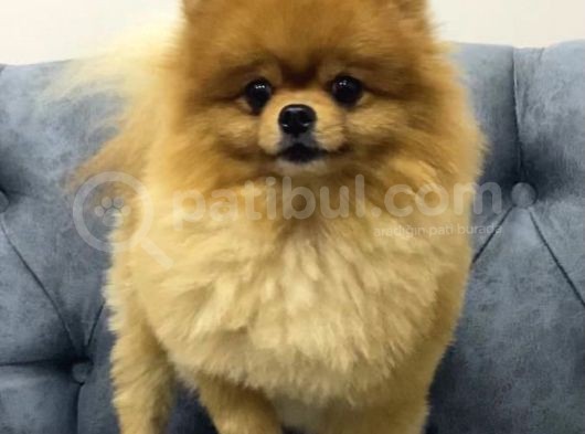 Pomeranian Boo Eğitimleri Tam görsel