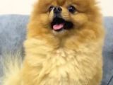 Pomeranian Boo Eğitimleri Tam