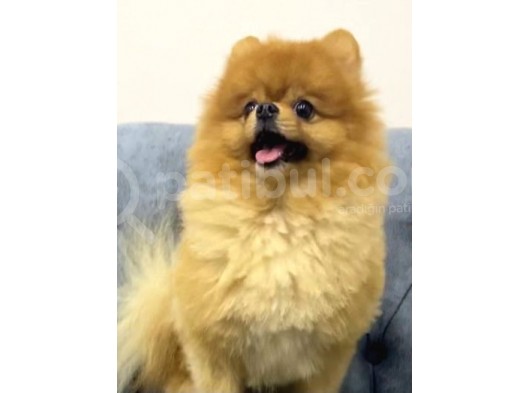 Pomeranian Boo Eğitimleri Tam