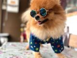 Tatlı Pomeranian Boo