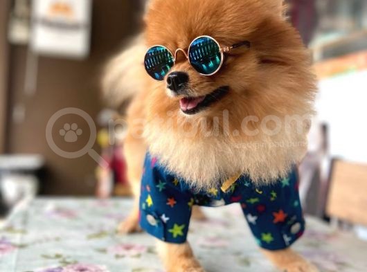 Tatlı Pomeranian Boo görsel