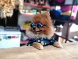 Tatlı Pomeranian Boo