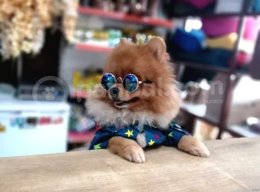 Tatlı Pomeranian Boo görsel