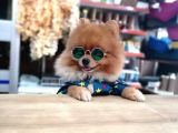 Tatlı Pomeranian Boo