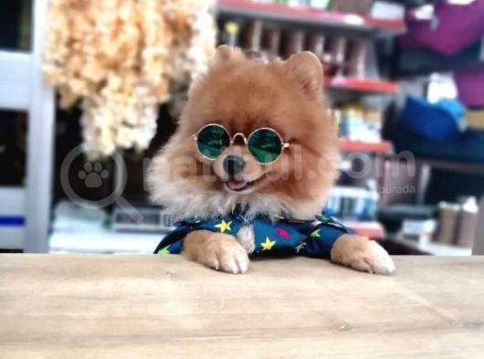 Tatlı Pomeranian Boo görsel