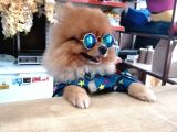 Tatlı Pomeranian Boo