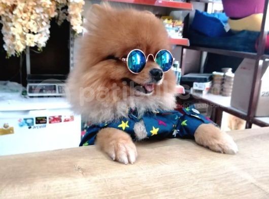 Tatlı Pomeranian Boo