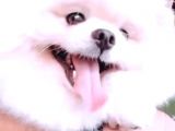 Eğitimleri Tam Pomeranian Boo