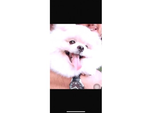 Eğitimleri Tam Pomeranian Boo görsel