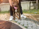 Saglam Kan Rednose 7 Aylik Yavru
