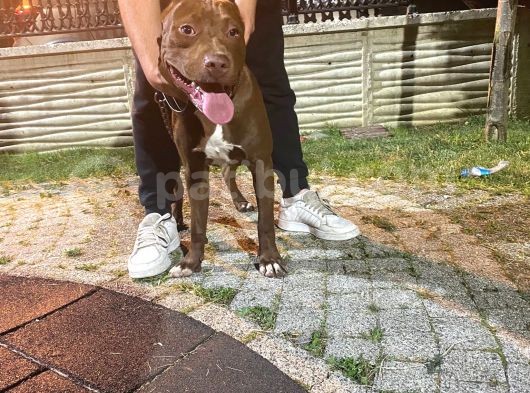 Saglam Kan Rednose 7 Aylik Yavru görsel