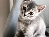Oyuncu British Erkek Yavru Kedi