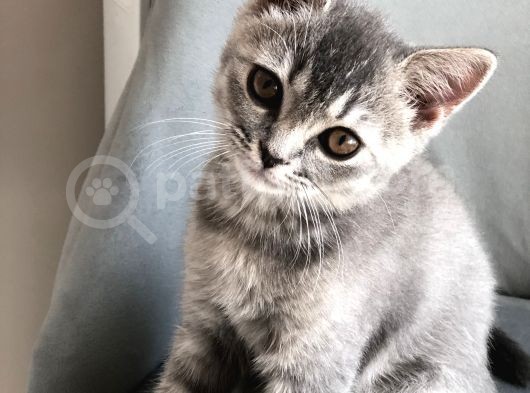 Oyuncu British Erkek Yavru Kedi