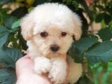 60 Günlük Orijinal Maltipoo Yavru