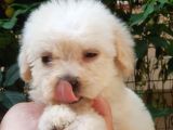 60 Günlük Orijinal Maltipoo Yavru