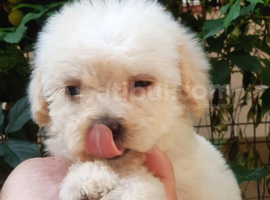 60 Günlük Orijinal Maltipoo Yavru görsel