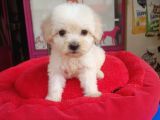60 Günlük Orijinal Maltipoo Yavru